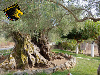 Alter Olivenbaum in Palea Roumata